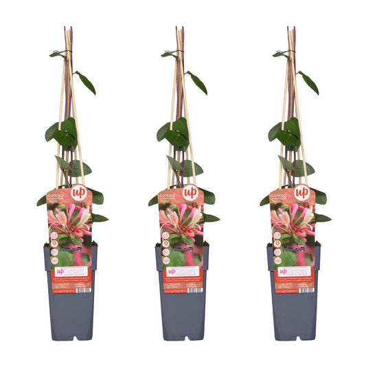 Waldgeißblatt - Lonicera periclymenum 'Belgica' - ↨65cm - Ø15cm - 3 Stück