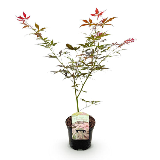 Japanischer Ahorn Acer palmatum 'Sumi-nagashi' – Roter Zierahorn – Balkon- & Terrassenpflanze – Ø19 cm Topf – Ca. 70 cm hoch – Eleganter Fächerahorn mit glänzend dunkelrotem Laub