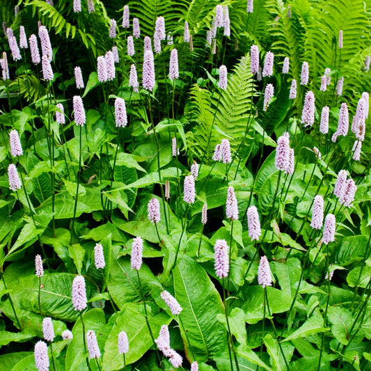 Persicaria amplexicaulis Alba Winterharte Staude Ø9cm 6 Stück
