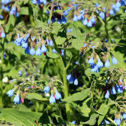 Symphytum grandiflorum Wisley Blue – 6 Pflanzen – Ø9cm – Höhe 10-25cm – Blauer Beinwell – Bodendecker für Schattenbeet – Winterharte Staude - Oasis of Life