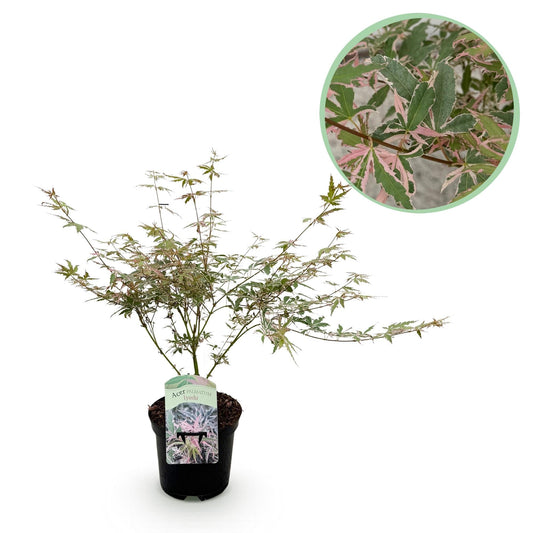 Japanischer Ahorn Acer palmatum Iyoshi – Rosa Balkonpflanze – Ø19cm – Höhe ca. 70cm – Fein geschnittener Zierahorn für Beet & Balkon