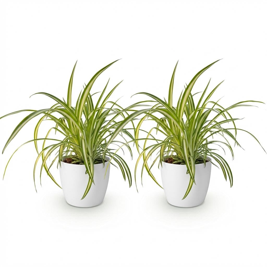 Green boutiQ - Zimmerpflanze - Chlorophytum comosum Variegatum - Bunte Graslilie - Haustierfreundliche Pflanze - Grün - 2 Pflanzen - mit Potter Weiß - Topf 12cm - Höhe 20cm