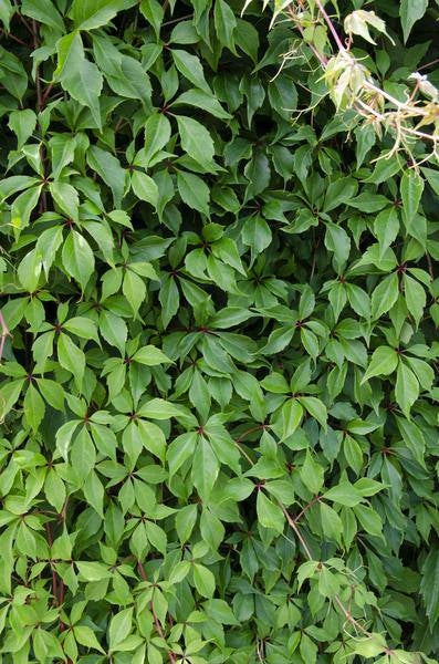 Wilder Wein - Parthenocissus q. var. 'Engelmannii' - ↨65cm - Ø15cm - 3 Stück