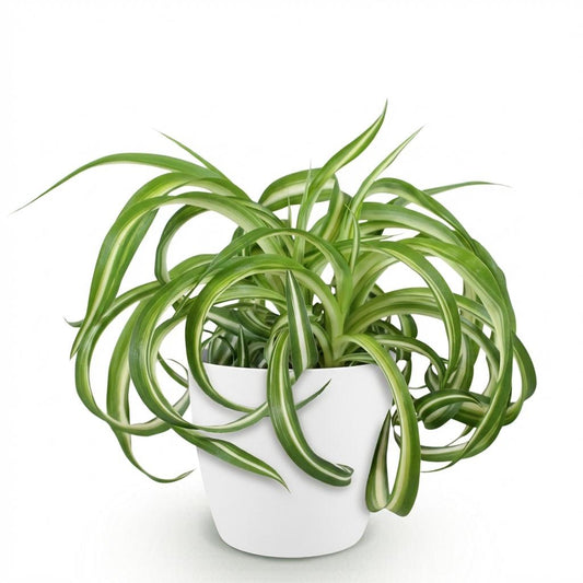 Green boutiQ - Zimmerpflanze - Chlorophytum comosum Bonnie - Lockige Graslilie - Haustierfreundliche Pflanze - Grün - 1 Pflanze - mit Potter Weiß - Topf 12cm - Höhe 20cm