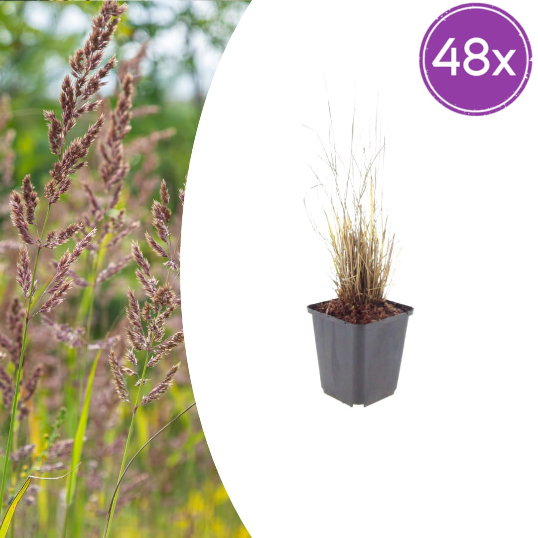 Diamantgras Calamagrostis brachytricha Ø9cm 48 Stück