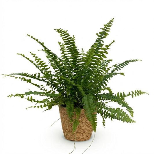 Green boutiQ - Zimmerpflanze - Nephrolepsis exaltata Green Lady - Farn - Haustierfreundliche Pflanze - Grün - 1 Pflanze - mit Korb - Topf 12cm - Höhe 25cm