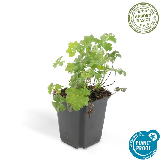 Cambridge Storchschnabel – Geranium cantabrigiense 'Biokovo' – ↕10-25 cm – Ø9 cm – 6 Pflanzen – Weiß-rosa Blüten – Bodendecker – Pflegeleicht – Sonne & Halbschatten