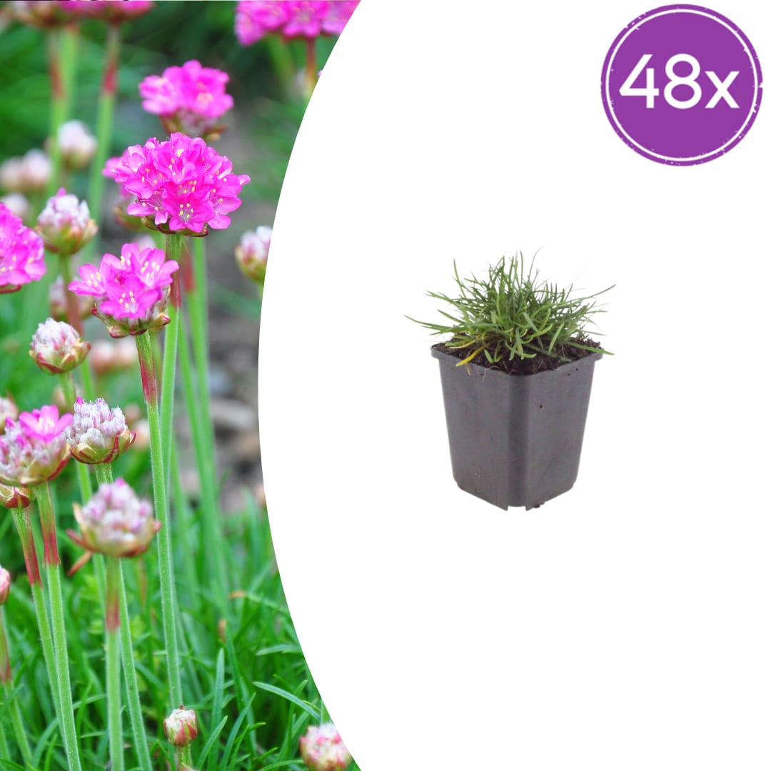 Grasnelke Armeria maritima ‘Splendens’ – 48 Pflanzen – 10-25cm – Ø9cm – Winterharte Staude mit rosa Blüten – Für sonnige Beete, Steingarten & Bordüren - Oasis of Life