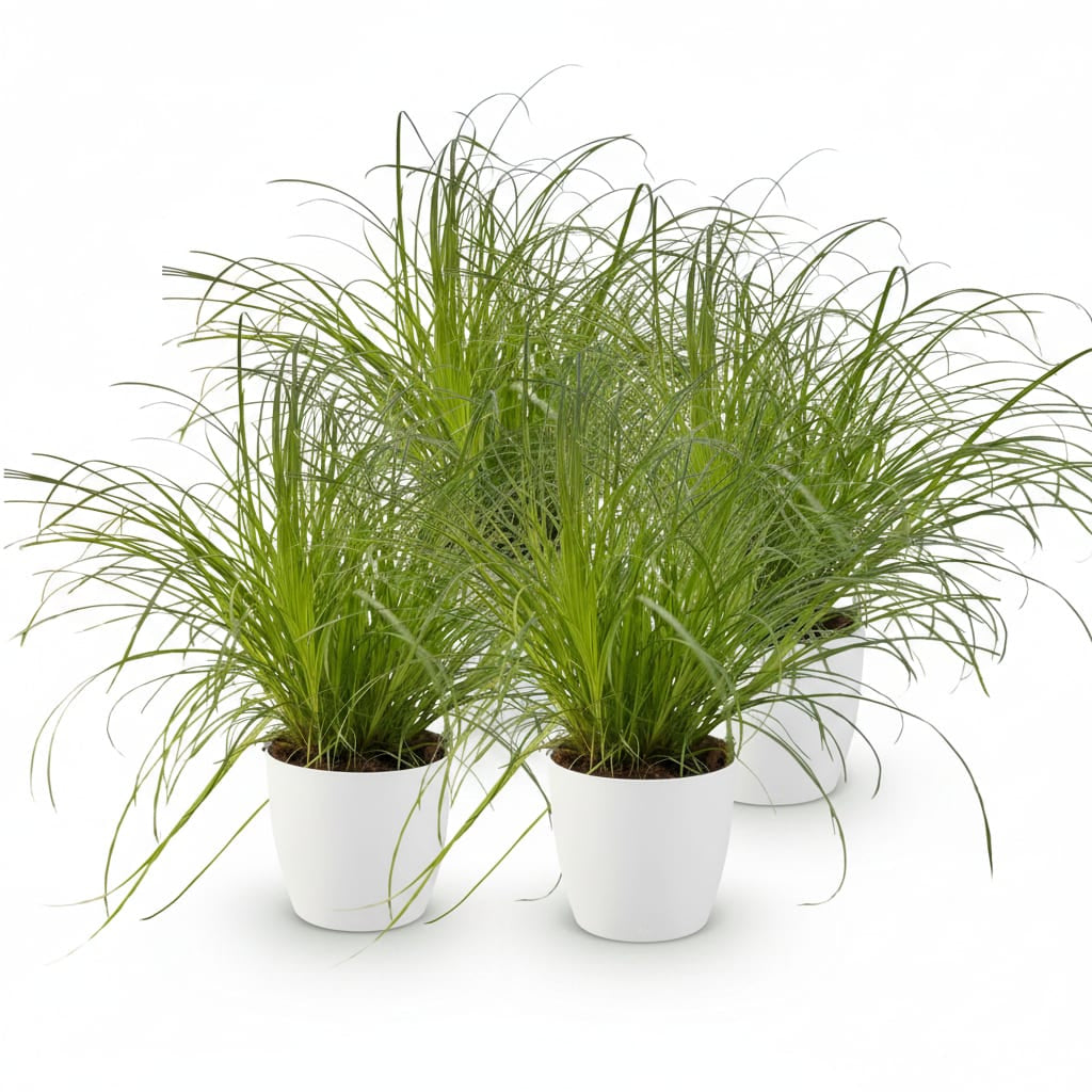 Green boutiQ - Zimmerpflanze - Cyperus alternifolius Zumula - Katzenpflanze - Haustierfreundliche Pflanze - Grün - 4 Pflanzen - mit Potter Weiß - Topf 12cm - Höhe 20cm