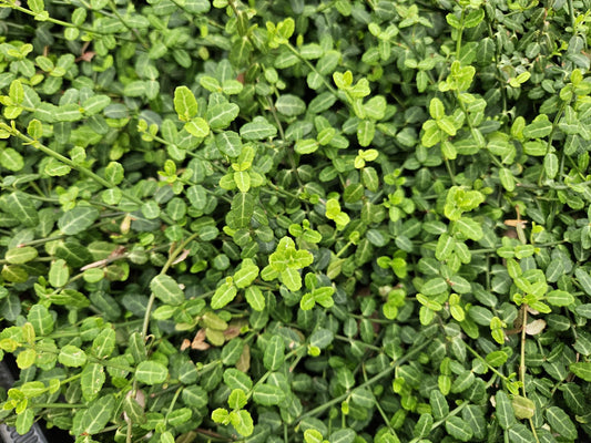 Kleinblättrige Teppichspindel – Euonymus fortunei 'Minimus' – ↕10-25 cm – Ø9 cm – 6 Pflanzen – Bodendecker – Winterhart & Pflegeleicht – Herbstfärbung – Vielseitig