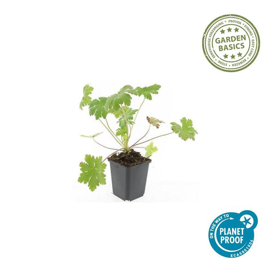 Balkan-Storchschnabel Geranium macr. 'Ingwersen's Var.' – ↕10-25cm – Ø9cm – 6 Pflanzen – Winterharter Bodendecker mit zartrosafarbenen Blüten – Duftendes Laub – Für Beete & schattige Bereiche – Pflegeleicht & robust