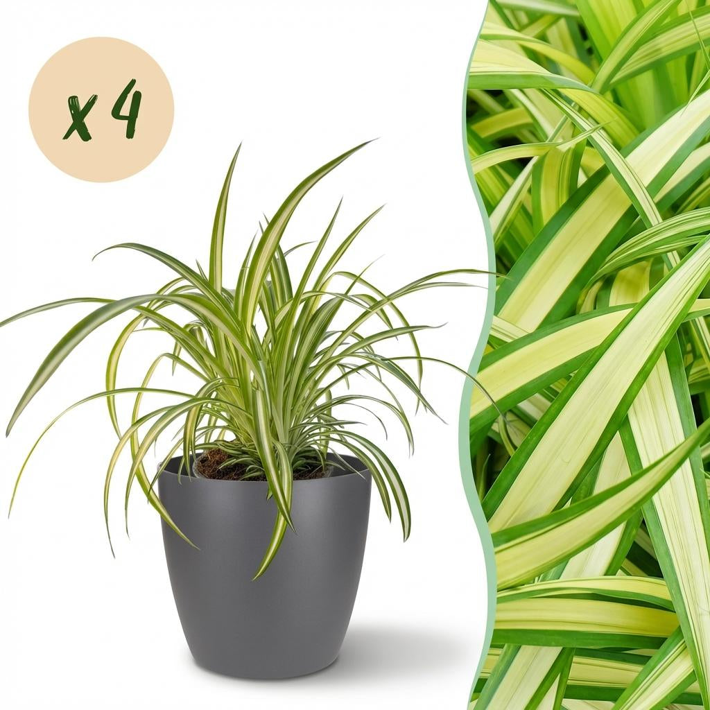 Green boutiQ - Zimmerpflanze - Chlorophytum comosum Variegatum - Bunte Graslilie - Haustierfreundliche Pflanze - Grün - 4 Pflanzen - mit Potter Grau - Topf 12cm - Höhe 20cm