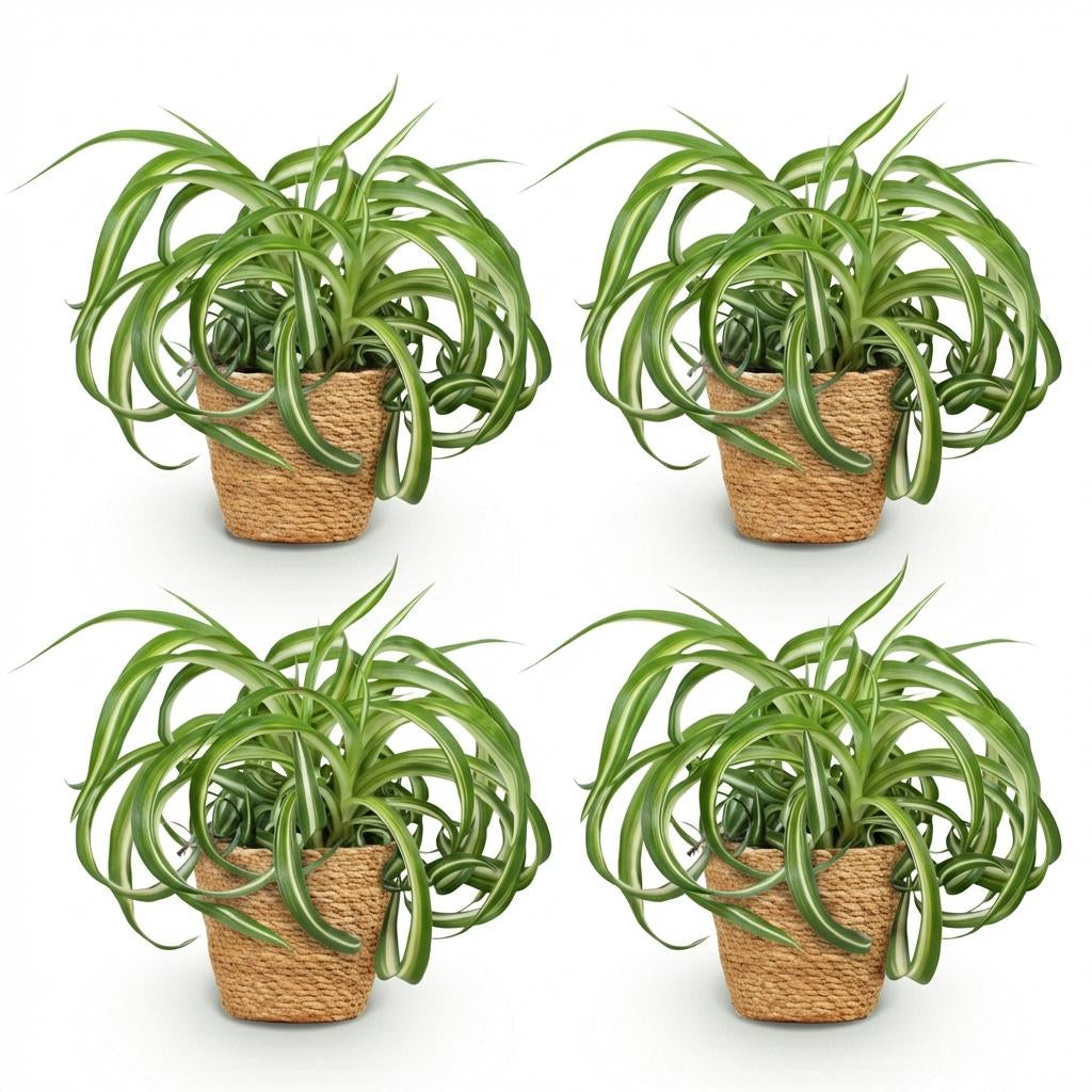 Green boutiQ - Zimmerpflanze - Chlorophytum comosum Bonnie - Lockige Graslilie - Haustierfreundliche Pflanze - Grün - 4 Pflanzen - mit Korb - Topf 12cm - Höhe 20cm
