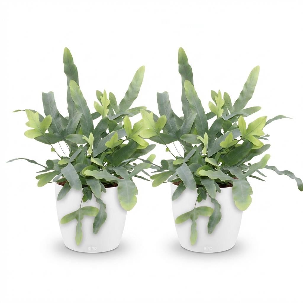 Green boutiQ - Zimmerpflanze - Phlebodium aureum Blue Star - Blaue Farn - Haustierfreundliche Pflanze - Blau - 2 Pflanzen - mit Potter Weiß - Topf 12cm - Höhe 25cm