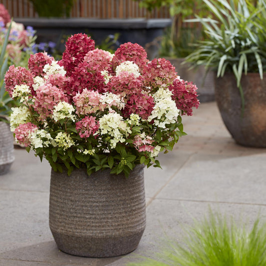 Green boutiQ - Gartenpflanze - Hydrangea panniculata Groundbreaker Ruby - Rispenhortensie - Winterhart - Rot - 2 Pflanzen - Topf 14cm - Höhe 20-25cm