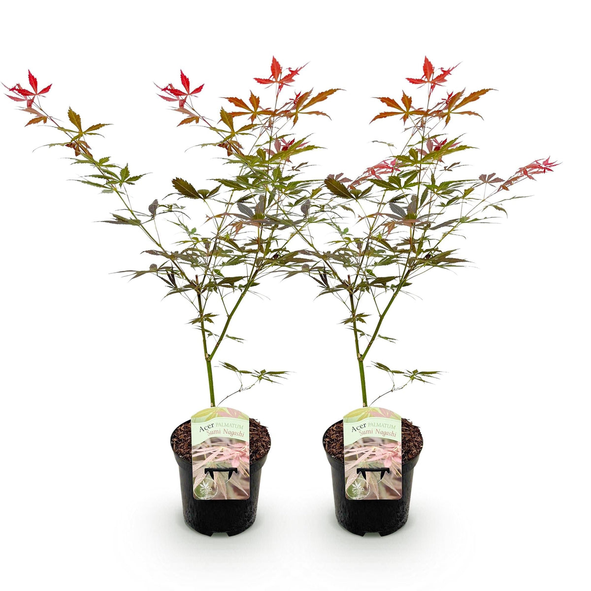 Japanischer Ahorn – Acer palmatum 'Sumi-nagashi' – 2 Pflanzen – je ca. 70 cm hoch – Topf Ø19 cm – tiefviolettes Laub mit Glanz – Balkon- & Gartenpflanze