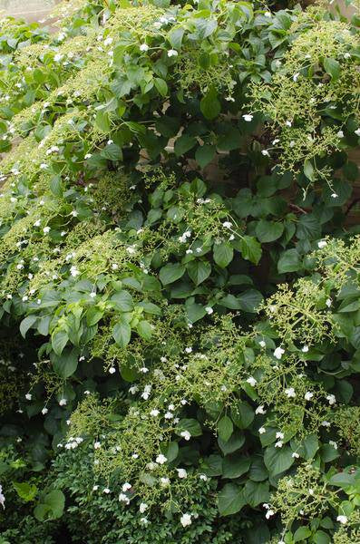 Kletter-Hortensie - Hortensie petiolaris - ↨65cm - Ø15cm - 3 Stück