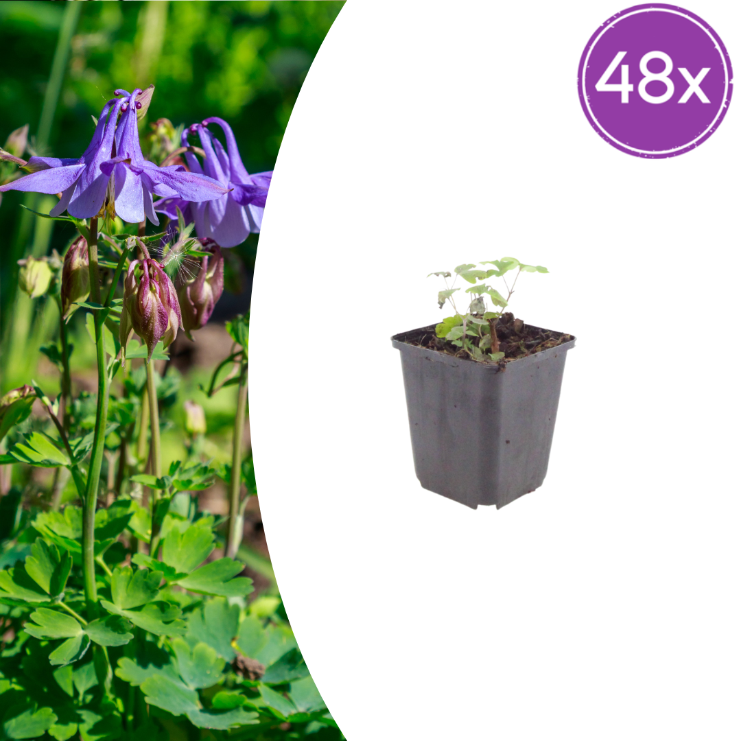 Akelei Aquilegia vulgaris – 48 Pflanzen – 10-25cm – Ø9cm – Winterharte Staude für Sonne & Halbschatten – Blühpflanze für Beet, Steingarten & Naturgarten - Oasis of Life