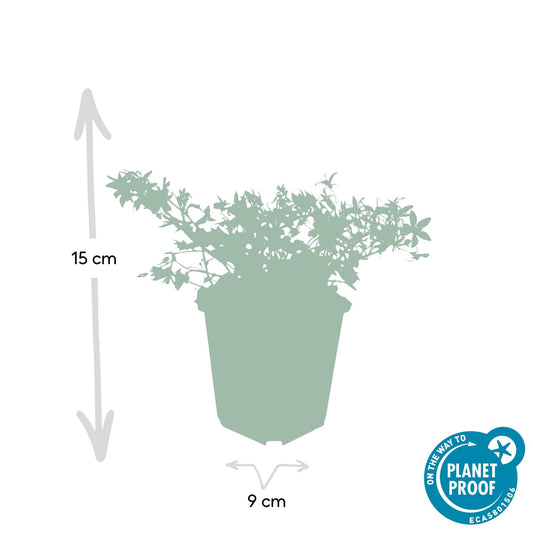 Campanula poscharskyana 'Stella' – Hängepolster-Glockenblume – Blaue Blüten – ↕10-25 cm – Ø9 cm – 6 Pflanzen – Überhängend & pflegeleicht – Für Beete, Mauern & Balkon