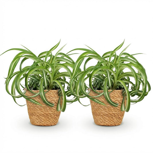 Green boutiQ - Zimmerpflanze - Chlorophytum comosum Bonnie - Lockige Graslilie - Haustierfreundliche Pflanze - Grün - 2 Pflanzen - mit Korb - Topf 12cm - Höhe 20cm