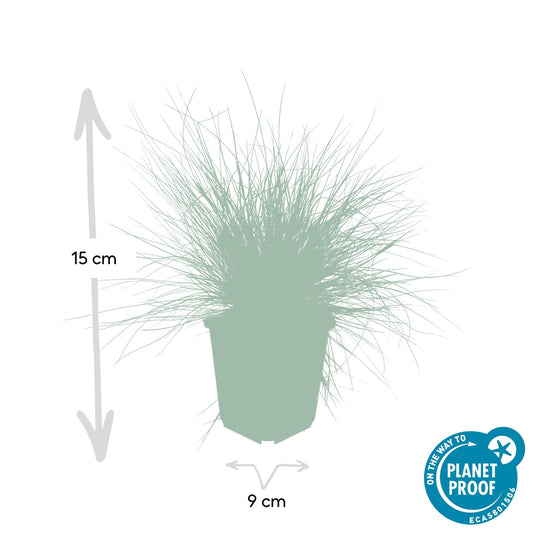 Blau-Schwingel – Festuca glauca 'Elijah Blue' – ↕10-25 cm – Ø9 cm – 6 Pflanzen – Ziergras – Blau-graues Gras – Pflegeleicht & Winterhart – Steingarten & Beete