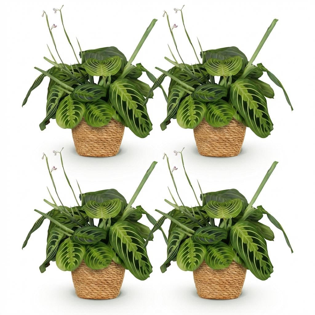 Green boutiQ - Zimmerpflanze - Maranta Fascinator Lemon Lime - Gebetspflanze - Haustierfreundliche Pflanze - Grün - 4 Pflanzen - mit Korb - Topf 12cm - Höhe 25cm