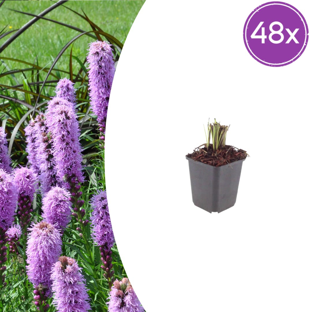 Liatris spicata Prachtscharte Sommerblühende Staude für Beet Ø9cm 48 Stück