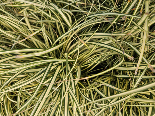 Gold Segge Carex oshimensis 'Evergold' – ↕10-25cm – Ø9cm – 6 Pflanzen – Bodendecker – Immergrün – Pflegeleicht – Schattentauglich