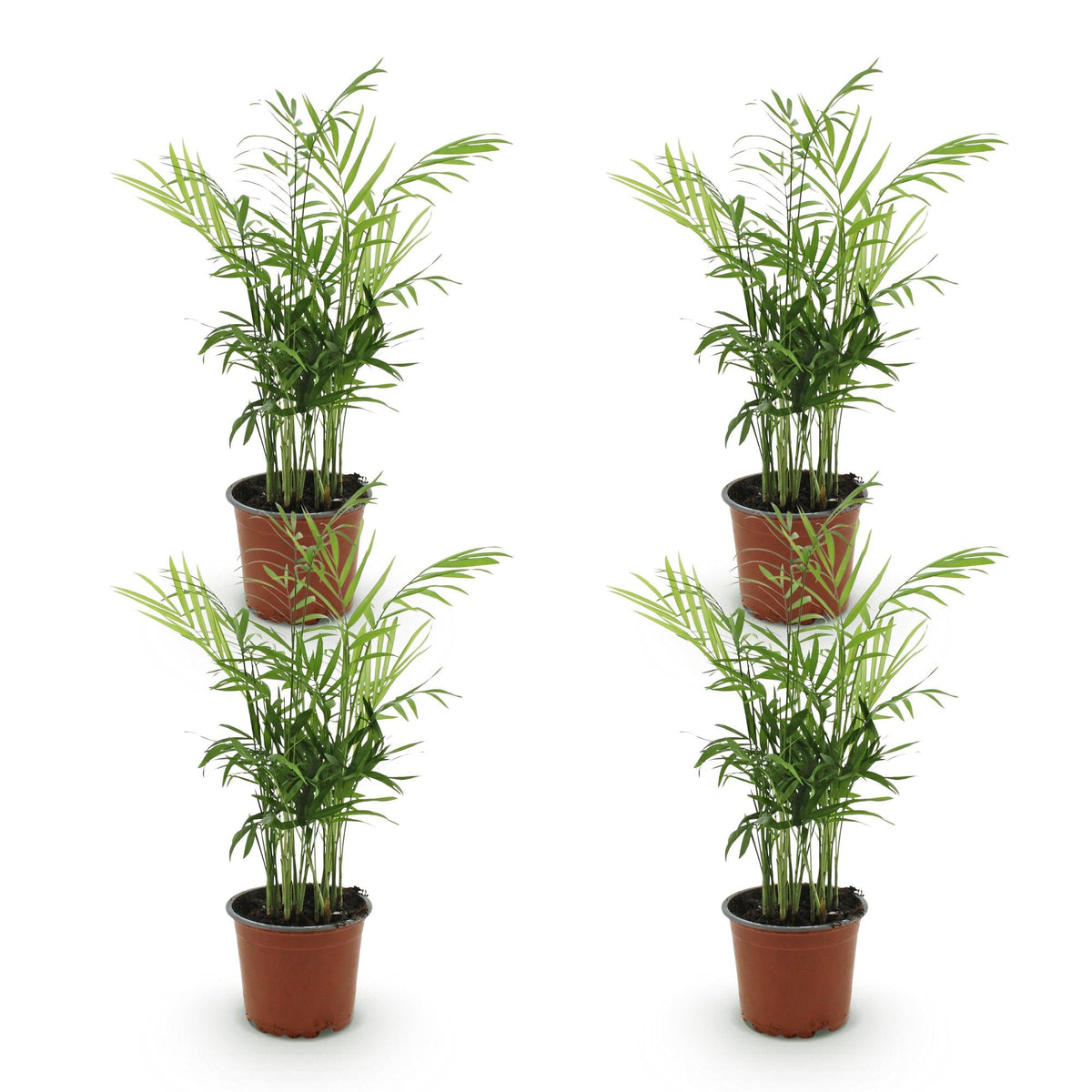 Green boutiQ - Zimmerpflanze - Chamaedorea elegans - Goldpalme - Haustierfreundlich - Grün - 4 Pflanzen - Topf 12cm - Höhe 35-40cm