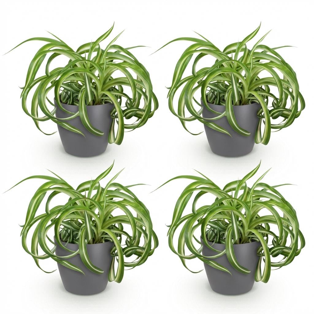Green boutiQ - Zimmerpflanze - Chlorophytum comosum Bonnie - Lockige Graslilie - Haustierfreundliche Pflanze - Grün - 4 Pflanzen - mit Potter Grau - Topf 12cm - Höhe 20cm