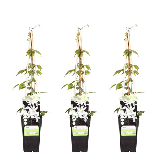 Waldrebe - Clematis Montana 'Grandiflora' – 3 Pflanzen - Winterharte Kletterpflanze – Ø15 cm Topf – Ca. 65 cm hoch – Weiße duftende Blüten – Ideal für Pergola, Zaun & Wand