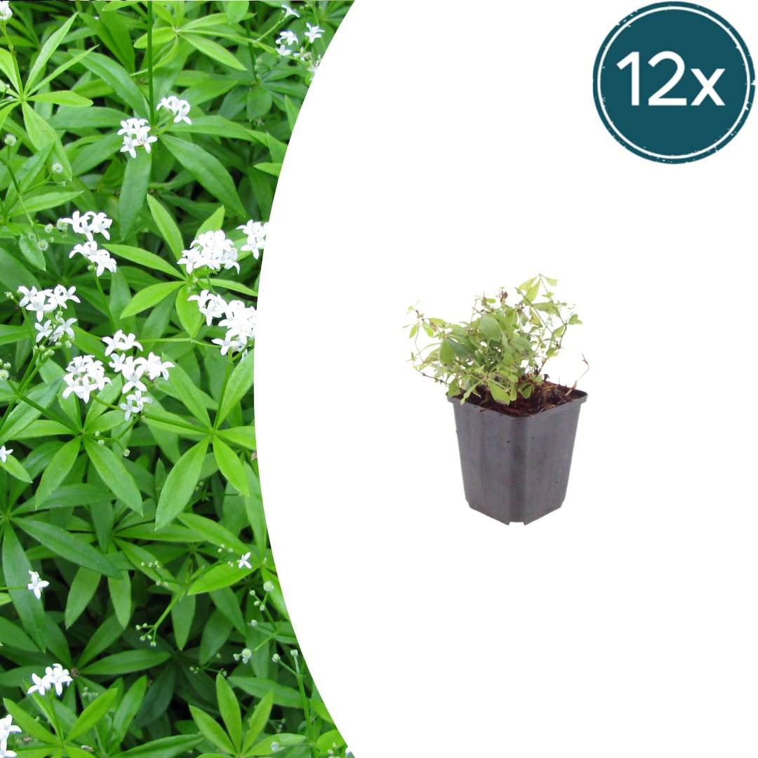 Galium odoratum Waldmeister Ø9cm 12 Stück