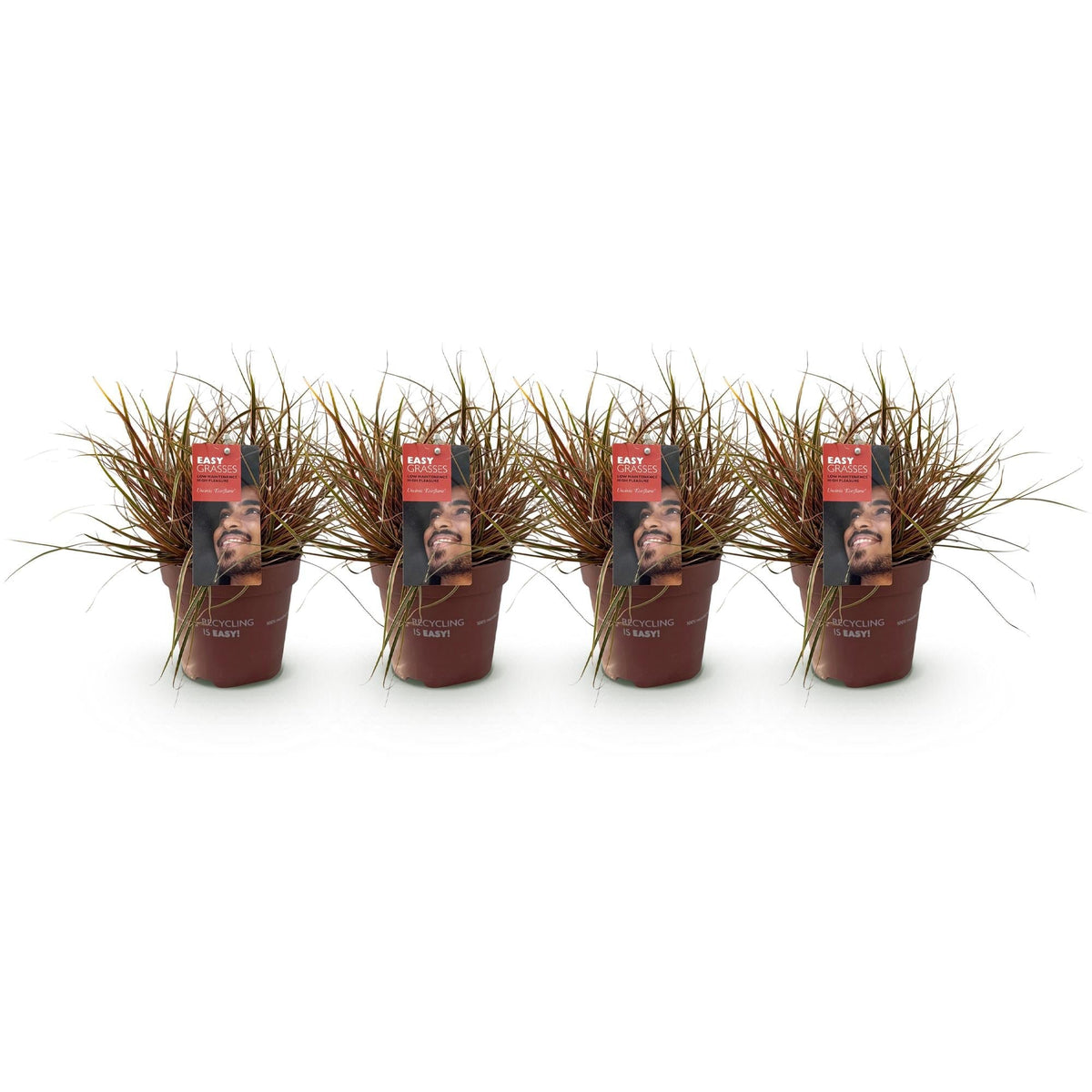 Mahagonigras – Uncinia rubra 'Everflame' – 4 Pflanzen – Immergrün – Ziergras mit rotem Laub – Pflegeleicht – Ø17cm – Höhe ca. 50 cm