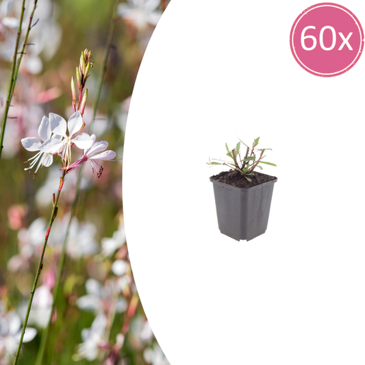 Gaura lindheimeri Whirling Butterflies – Ø9cm – Höhe 10-25cm – Prachtkerze – Reinweiße Blüten – Ansicht 2