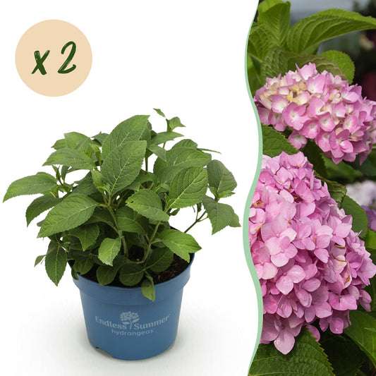 Green boutiQ - Gartenpflanze - Hydrangea Endles Summer The Original Pink - Hortensie - Winterhart - Rosa - 2 Pflanzen - Topf 14cm - Höhe 20-25cm