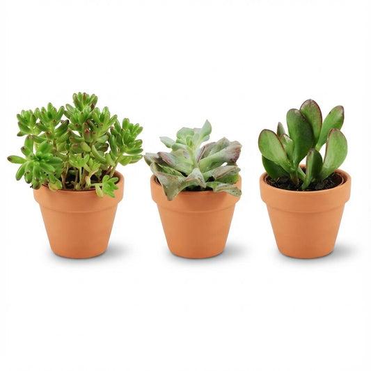 Mini Sukkulenten Mix – 3 Pflanzen – Ø8,1cm Terrakottatöpfe – Höhe 5–10cm – Pflegeleichte Zimmerpflanzen – Ideal für Fensterbank Büro & Wohnraum