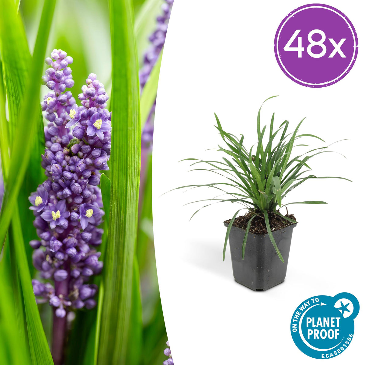Liriope muscari 'Big Blue' – 48 Pflanzen – Immergrüner Bodendecker – 9cm – ↕10–25cm – Mit violettblauen Blüten – Pflegeleicht & winterhart – Für Halbschatten & Beete