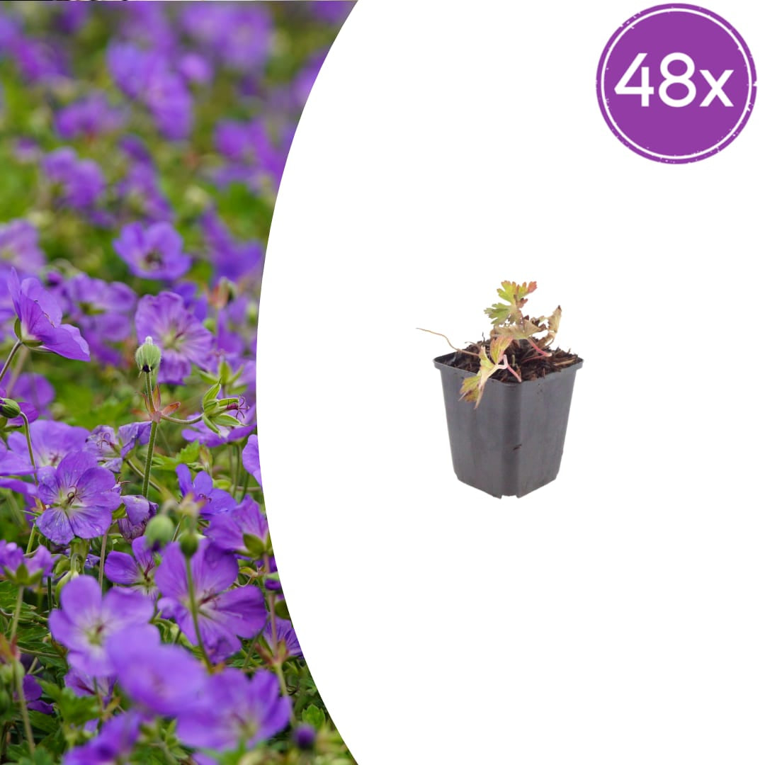 Geranium Azure Rush Winterharte Staude Ø9cm 48 Stück