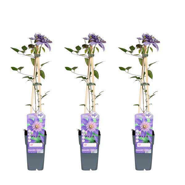 Waldrebe - Clematis Multi Blau - ↨65cm - Ø15cm - 3 Stück