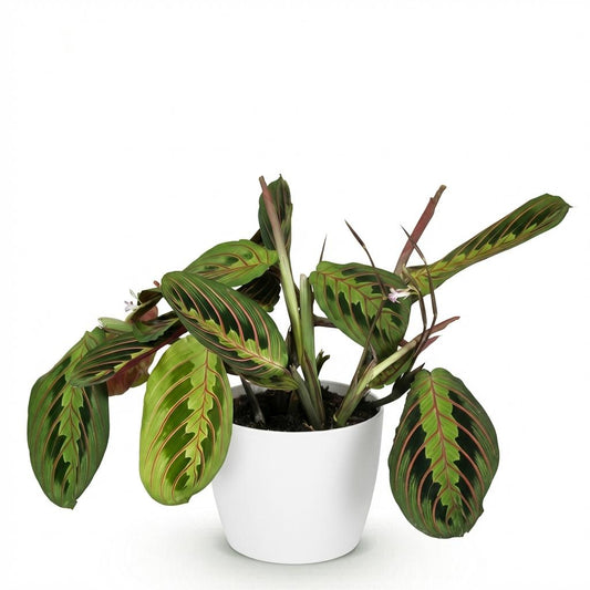 Green boutiQ - Zimmerpflanze - Maranta Fascinator Tricolour - Gebetsblatt - Haustierfreundliche Pflanze - Grün - 1 Pflanze - mit Potter Weiß - Topf 12cm - Höhe 25cm