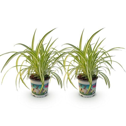 Green boutiQ - Zimmerpflanze - Chlorophytum comosum Variegatum - Katzengras - Haustierfreundlich - Bunt - 2 Pflanzen - Topf 12cm - Höhe 25-30cm