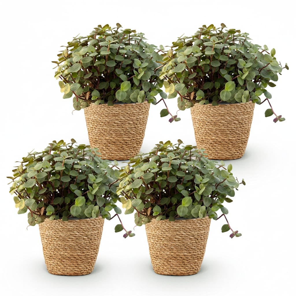 Green boutiQ - Zimmerpflanze - Calissia repens - Katzengras - Haustierfreundlich - Grün - 4 Pflanzen - mit Korb - Topf 12cm - Höhe 17-20cm