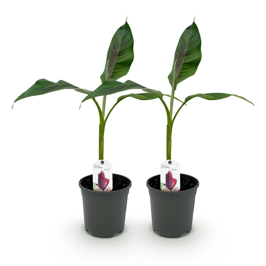 Bananenpflanze Musa sikkimensis Red Tiger – 2 Pflanzen – Winterhart – Obstpflanze – Ø17 cm, Höhe ca. 40 cm – Exotische Gartenbanane mit auffälligen rot-grünen Blättern