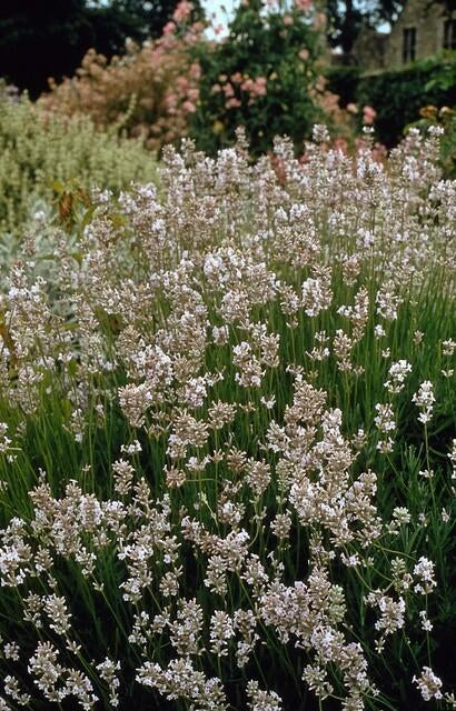 Lavendel Lavandula int. 'Edelweiss' – ↕10-25cm – Ø9cm – 6 Pflanzen – Weiße Blüten, Bienen- & Schmetterlingsfreundlich, Winterhart