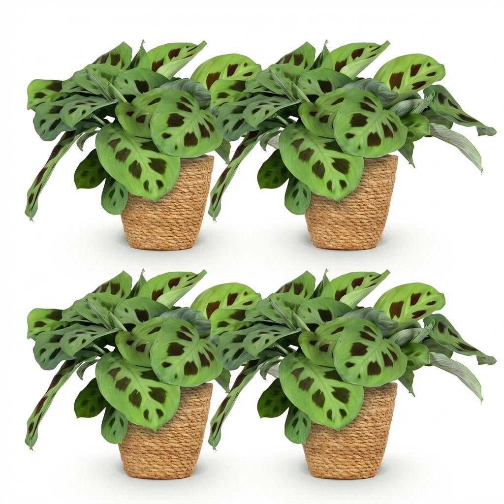 Green boutiQ - Zimmerpflanze - Maranta Fascinator Kerchoveana - Zebrapflanze - Haustierfreundliche Pflanze - Grün - 4 Pflanzen - mit Korb - Topf 12cm - Höhe 25cm