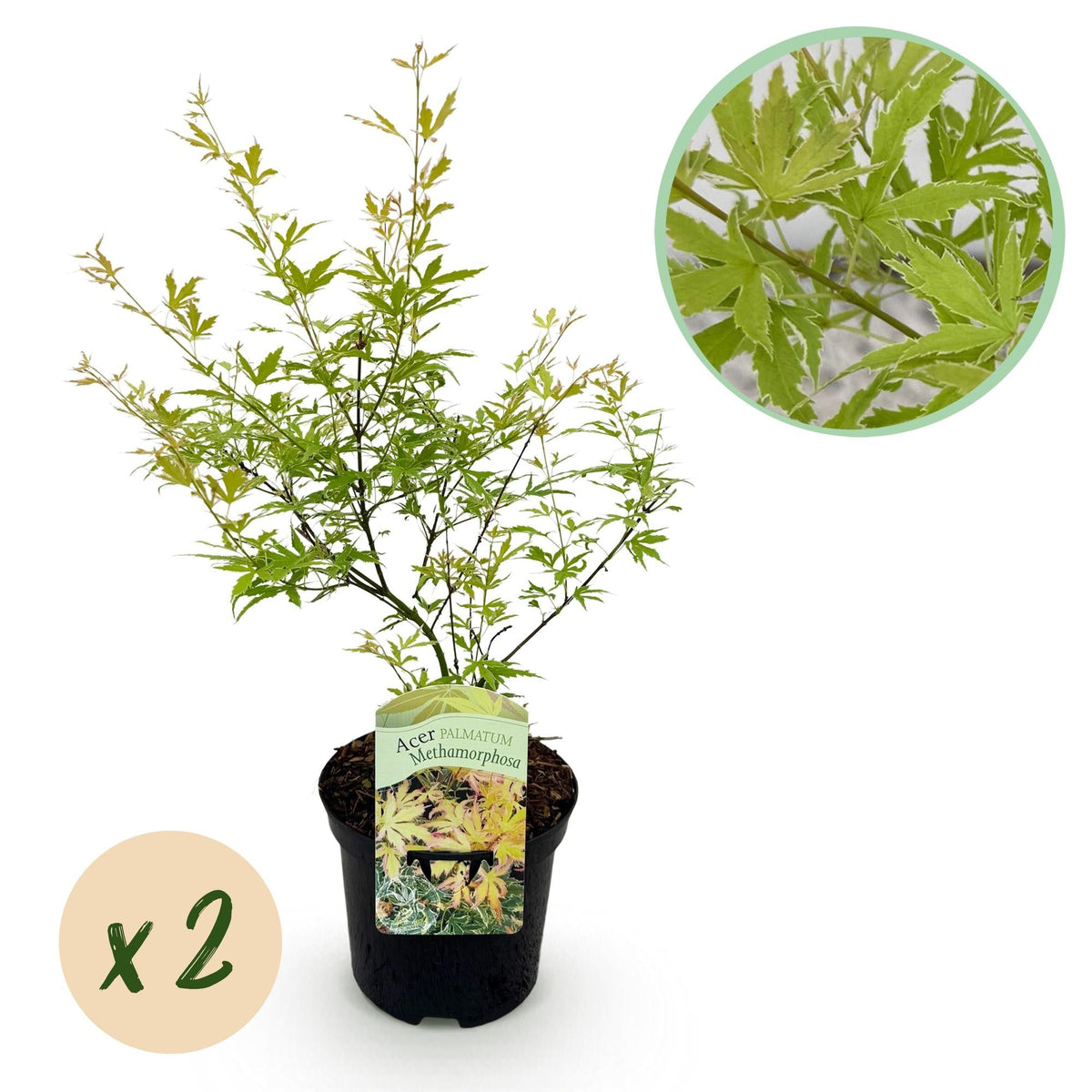 Japanischer Ahorn – Acer palmatum 'Methamorphosa' – 2 Pflanzen – ca. 70 cm hoch – Topf Ø19 cm – grünes Laub mit Farbwechsel – Balkon- & Gartenpflanze