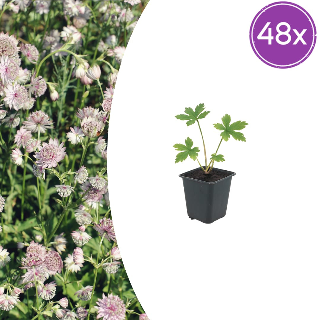 Sterndolde Astrantia major – 48 Pflanzen – Sommerblühende Staude – 10-25cm – Ø9cm – Bienenfreundlich – Für Beet & Cottage-Garten - Oasis of Life