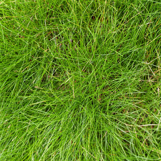 Festuca gautieri Zierschwingel Ø9cm 6 Stück