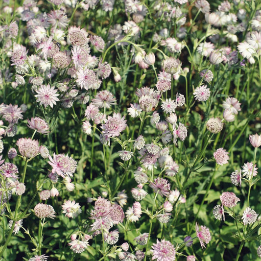 Sterndolde Astrantia major Langblühende Staude für Sonne & Halbschatten Ø9cm 6 Stück