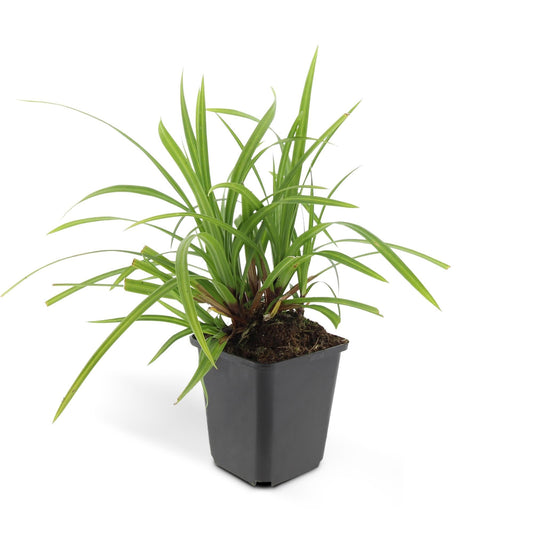 Grünblättrige Segge Carex morrowii 'Irish Green' – ↕10-25cm – Ø9cm – 6 Pflanzen – Bodendecker – Immergrün – Pflegeleicht – Schattentauglich